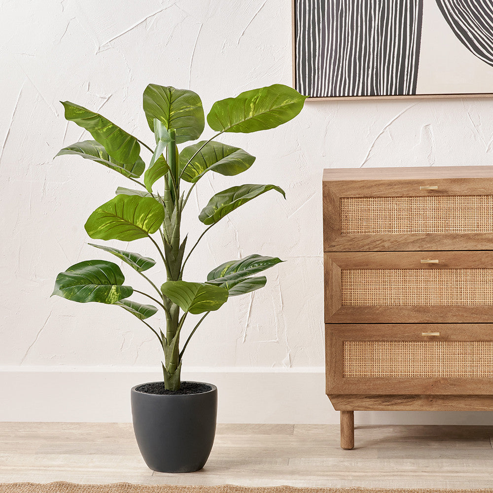 elephant ear plant indoors uk Pacific Lifestyle Elephant Ear Plant in Pot – The Bonnie Home
