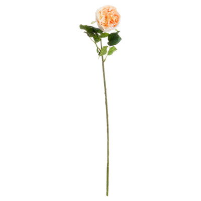 Hill-Interiors-Butter-Portland-Rose_1
