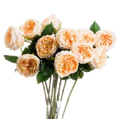 Hill-Interiors-Butter-Portland-Rose_2