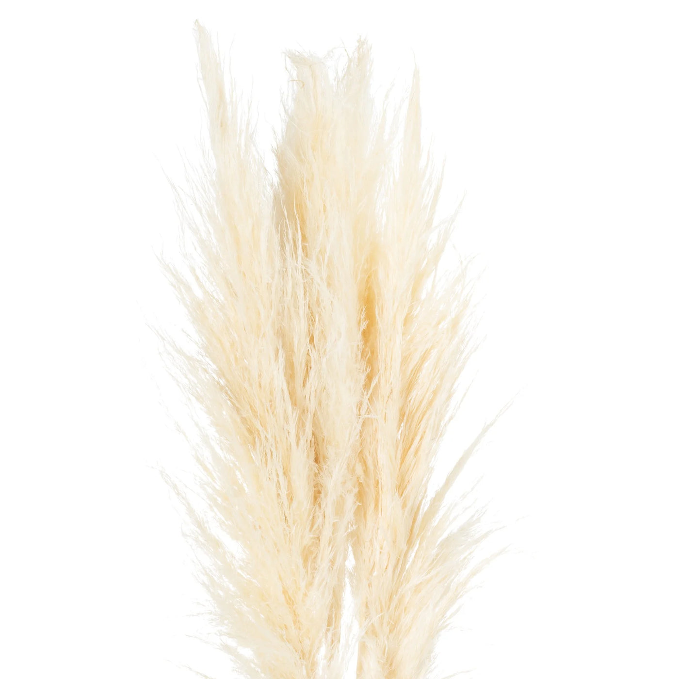 Hill-Interiors-Cream-Pampas-Grass-Stem_1