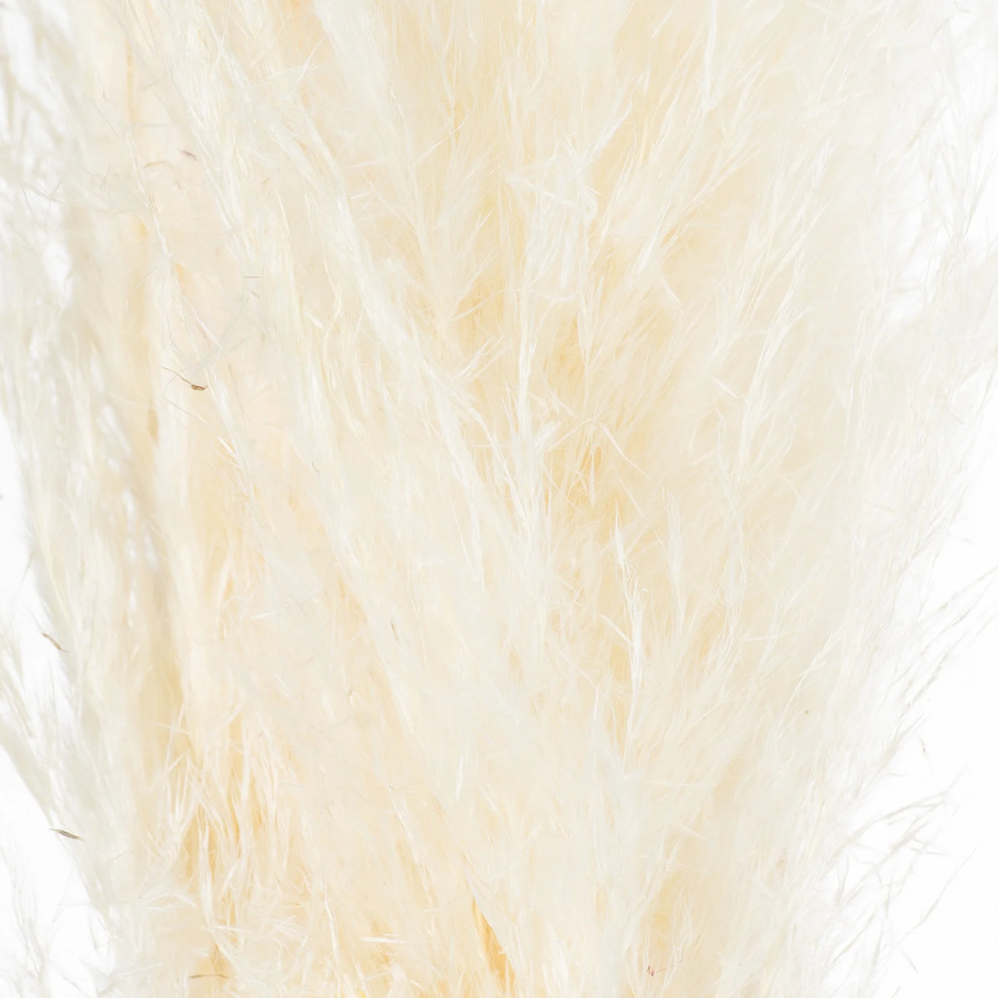 Hill-Interiors-Cream-Pampas-Grass-Stem_3