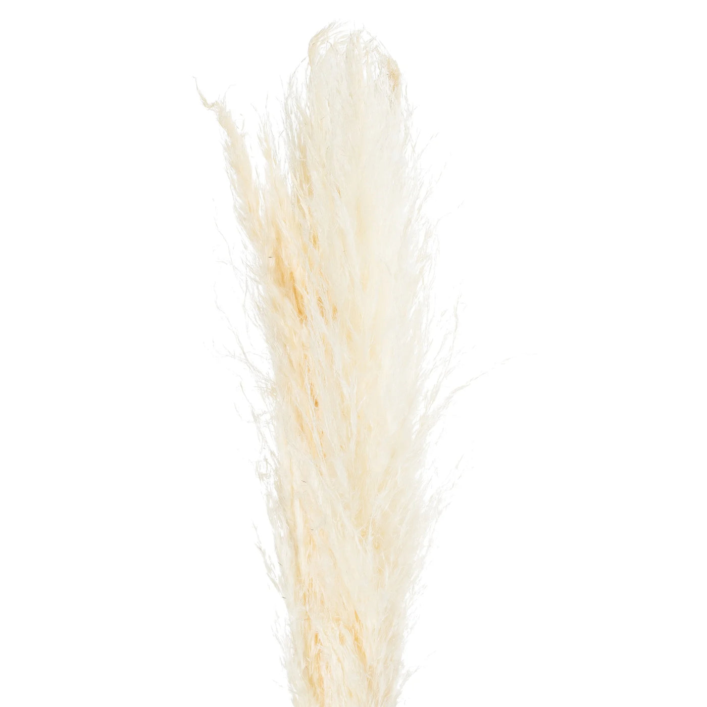 Hill-Interiors-Cream-Pampas-Grass-Stem_5