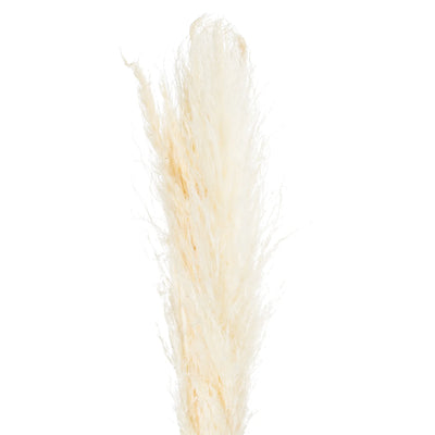 Hill-Interiors-Cream-Pampas-Grass-Stem_5