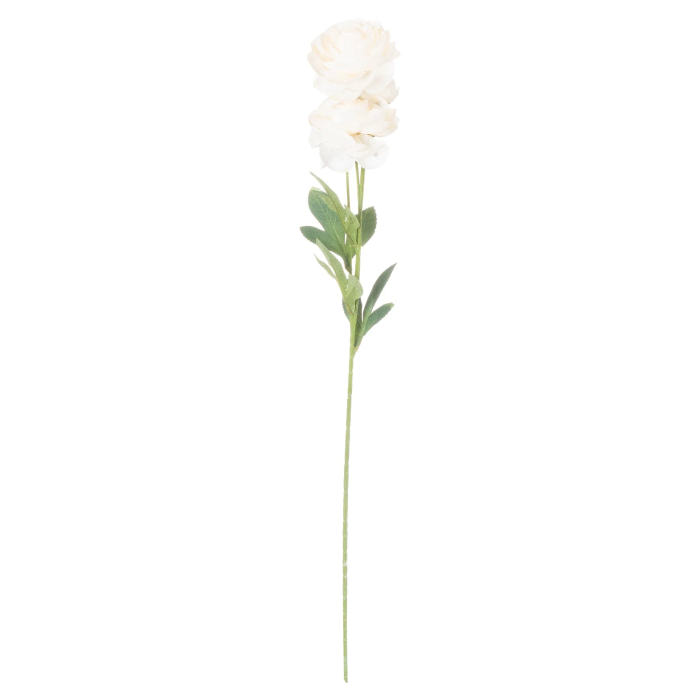Hill-Interiors-Cream-Ranunculus_1