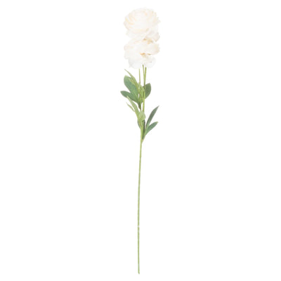 Hill-Interiors-Cream-Ranunculus_1