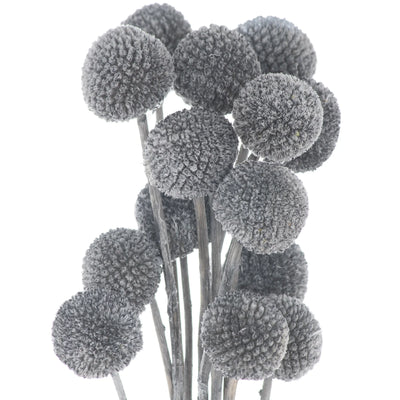Hill-Interiors-Dried-Grey-Billy-Ball-Bunch-Of-20_1