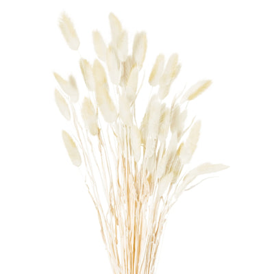 Hill-Interiors-Dried-Natural-Bunny-Tail-Bunch-Of-40_1