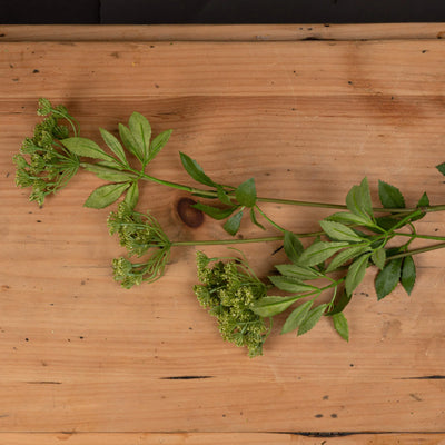 Hill-Interiors-Faux-Cow-Parsley-Ammi_2