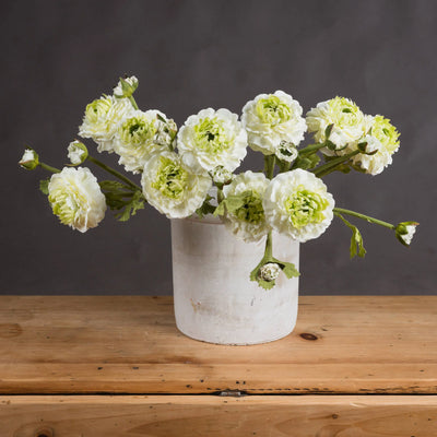 Hill-Interiors-Green-Ranunculus-Spray_1