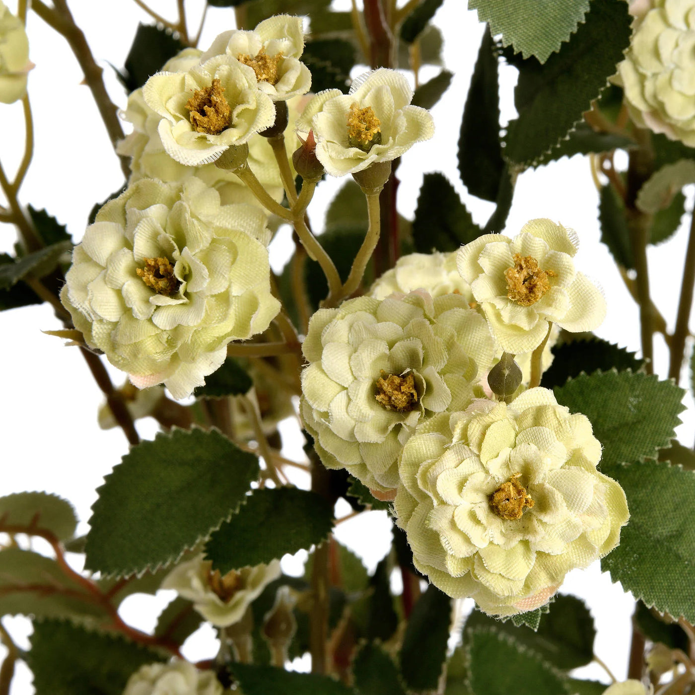Hill-Interiors-Green-Wild-Meadow-Rose_5