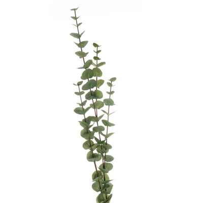 Hill-Interiors-Large-Cineraria-Eucalyptus-Spray_4