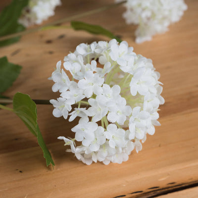 Hill-Interiors-Viburnum-Opulus_3