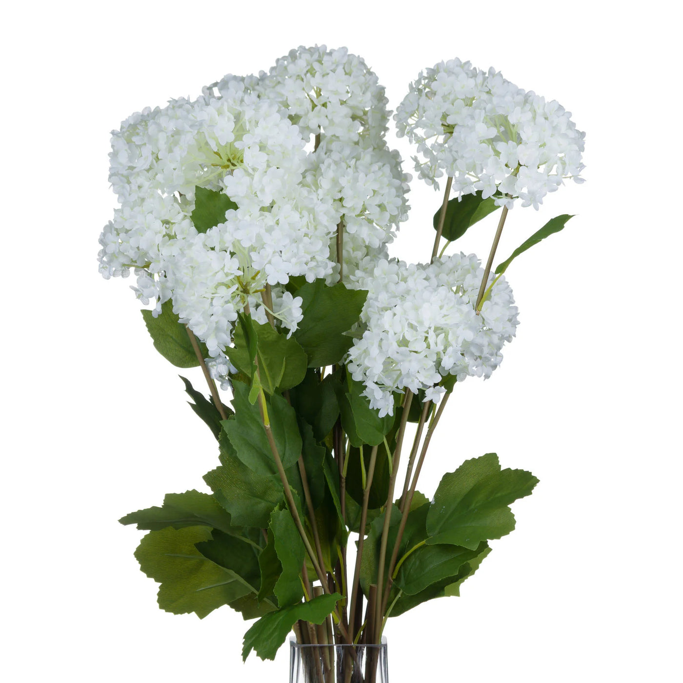 Hill-Interiors-Viburnum-Opulus_4