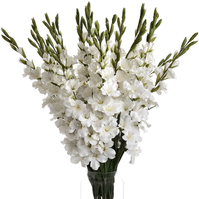 Hill-Interiors-White-Gladioli_4