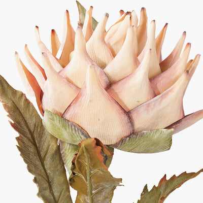 Pacific Lifestyle Apricot Lotus Pack of 6 2