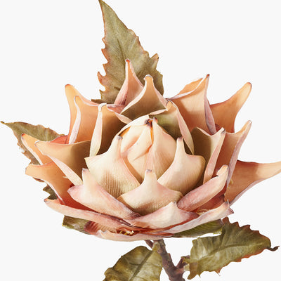 Pacific Lifestyle Apricot Lotus Pack of 6 3