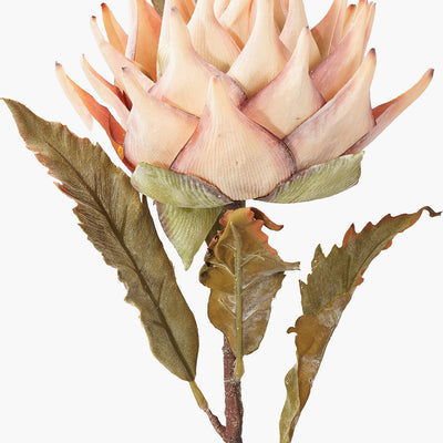 Pacific Lifestyle Apricot Lotus Pack of 6 4