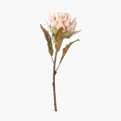 Pacific Lifestyle Apricot Lotus Pack of 6 5