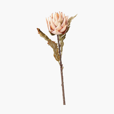 Pacific Lifestyle Apricot Lotus Pack of 6 6
