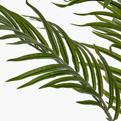 Pacific Lifestyle Areca Palm Plant in Pot 2