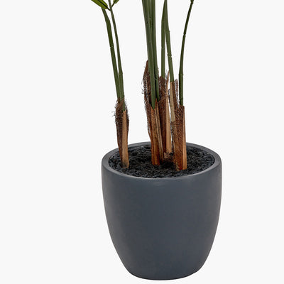 Pacific Lifestyle Areca Palm Plant in Pot 4