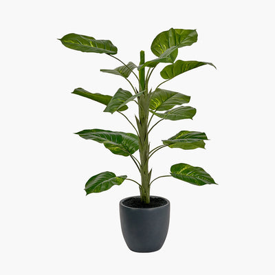 pacific-lifestyle-elephant-ear-plant-in-pot_1