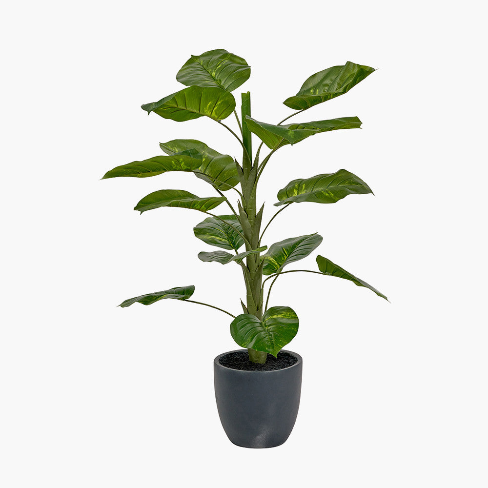 pacific-lifestyle-elephant-ear-plant-in-pot_2