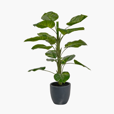 pacific-lifestyle-elephant-ear-plant-in-pot_2