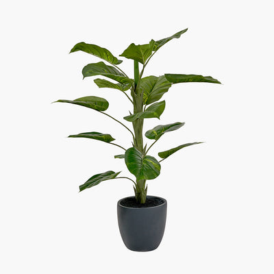 pacific-lifestyle-elephant-ear-plant-in-pot_3