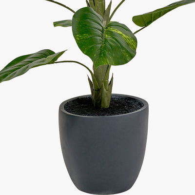 pacific-lifestyle-elephant-ear-plant-in-pot_4