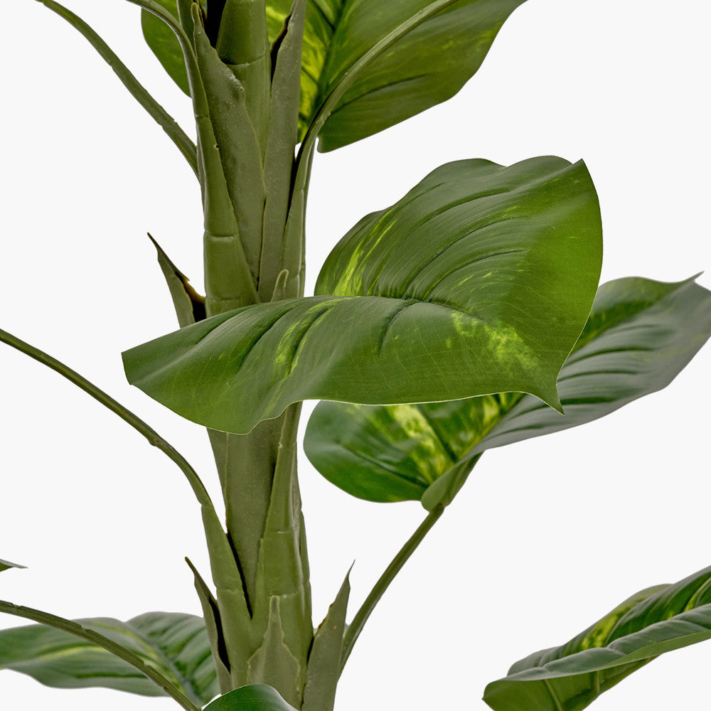 pacific-lifestyle-elephant-ear-plant-in-pot_5
