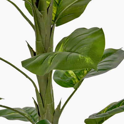 pacific-lifestyle-elephant-ear-plant-in-pot_5