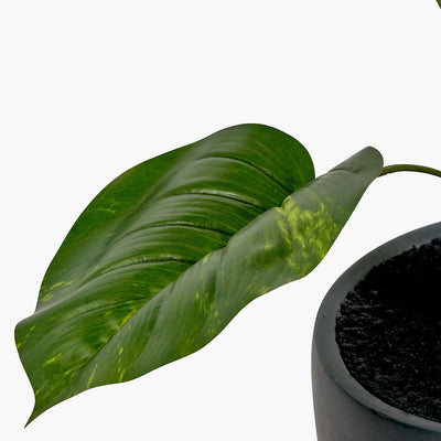 pacific-lifestyle-elephant-ear-plant-in-pot_6