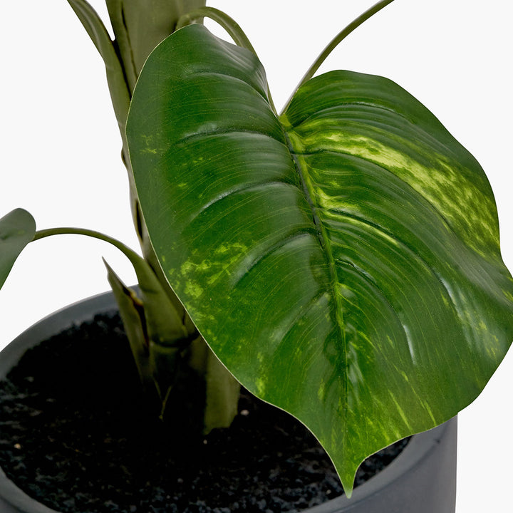 elephant ear plant indoors uk Pacific Lifestyle Elephant Ear Plant in Pot – The Bonnie Home